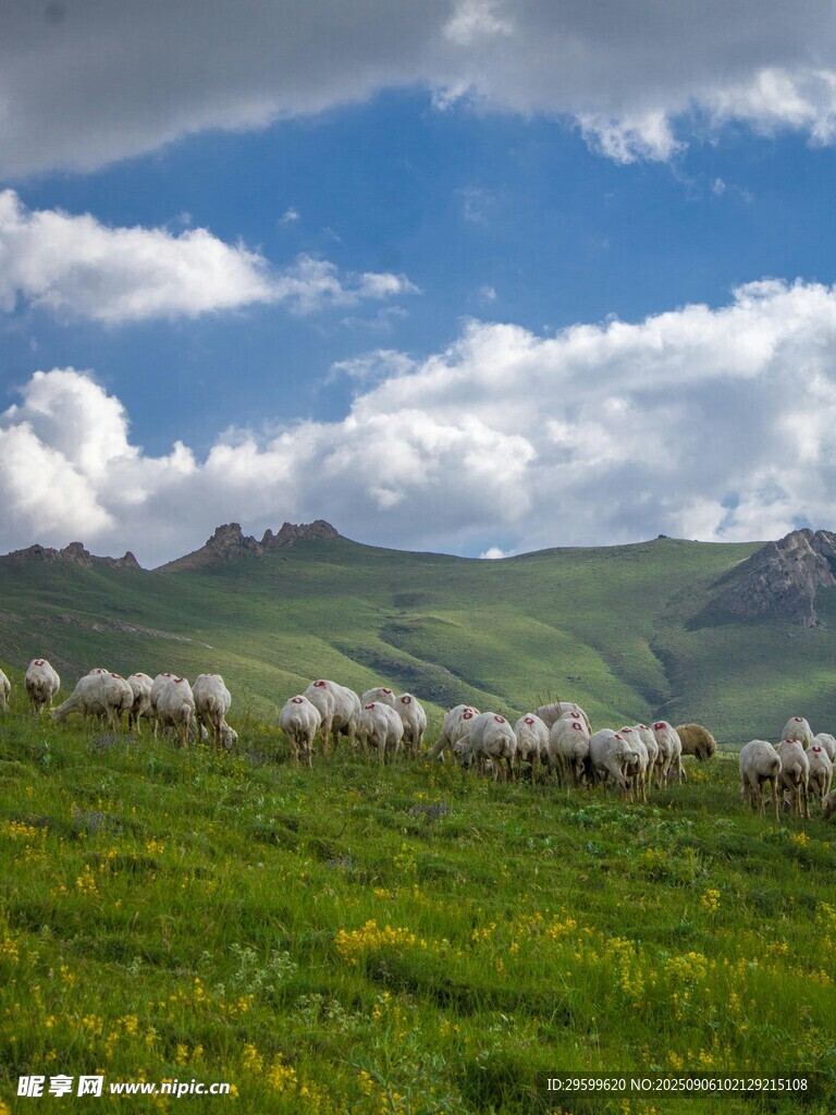 草原羊群與藍(lán)天白云美景