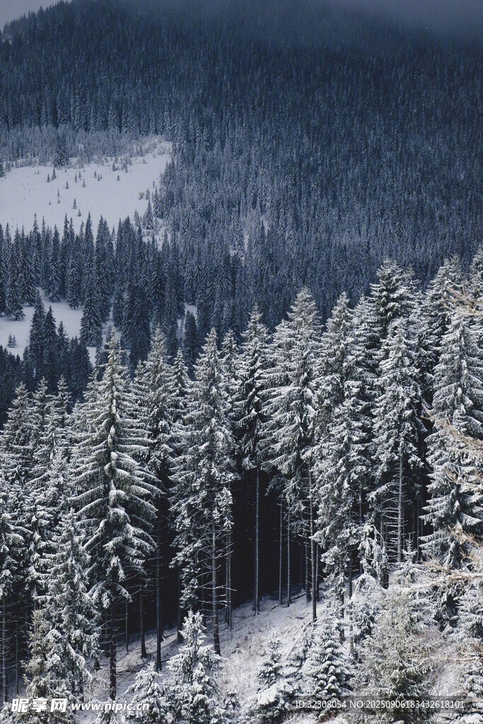 雪覆松林美景