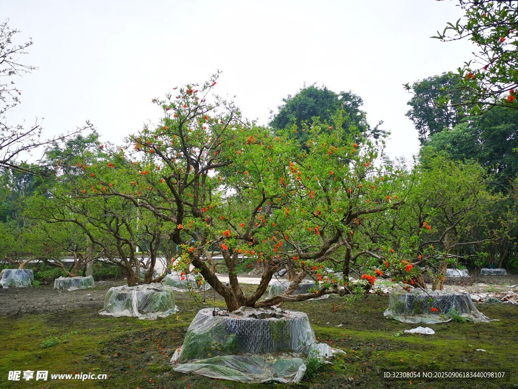 果園果樹(shù)覆蓋場(chǎng)景