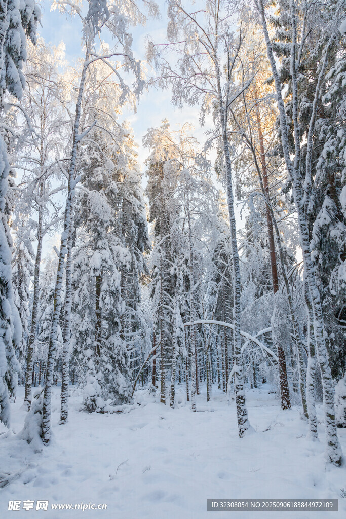 冬日雪林美景