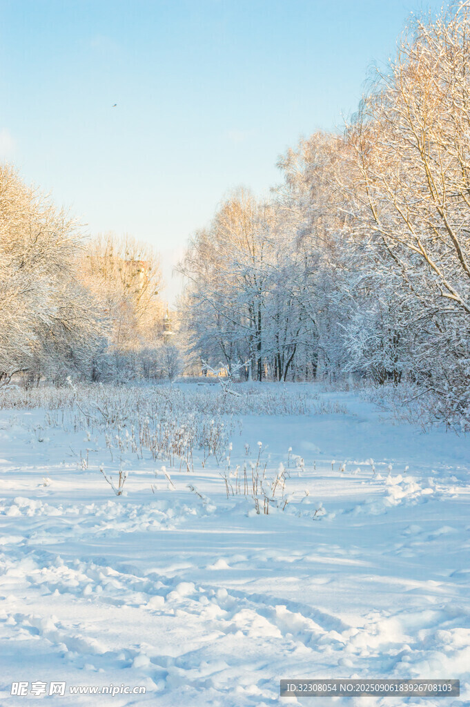 冬日雪景中的靜謐樹林
