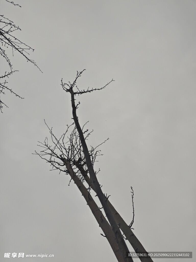 枯樹立于灰白天空下