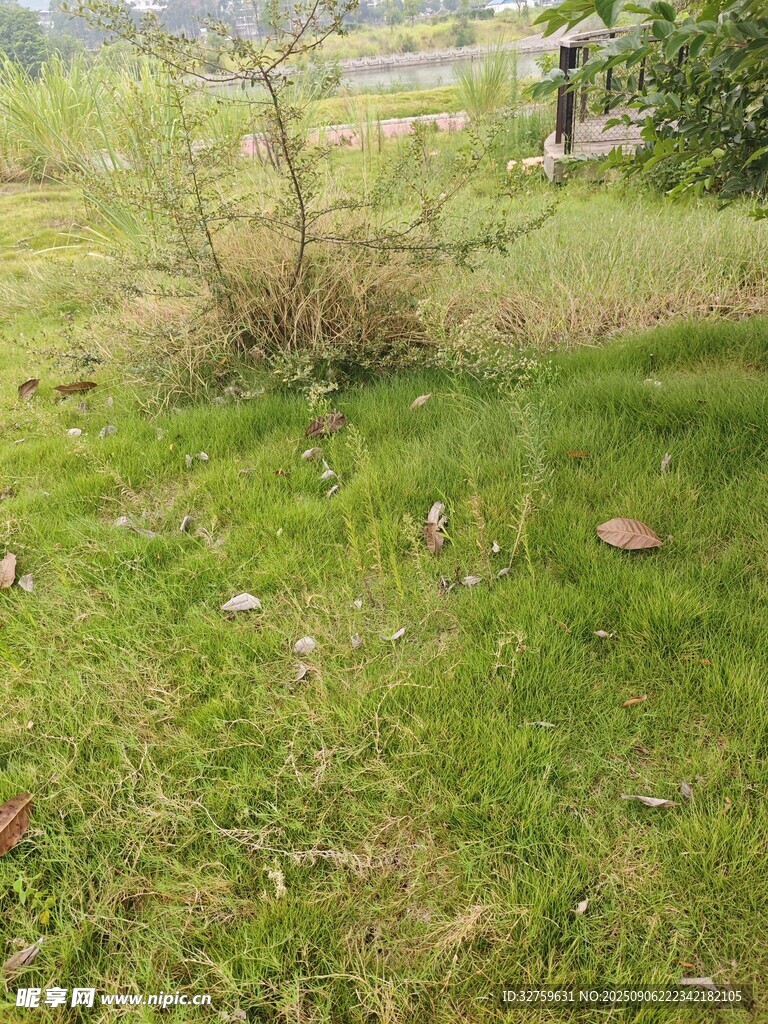戶外草地場景