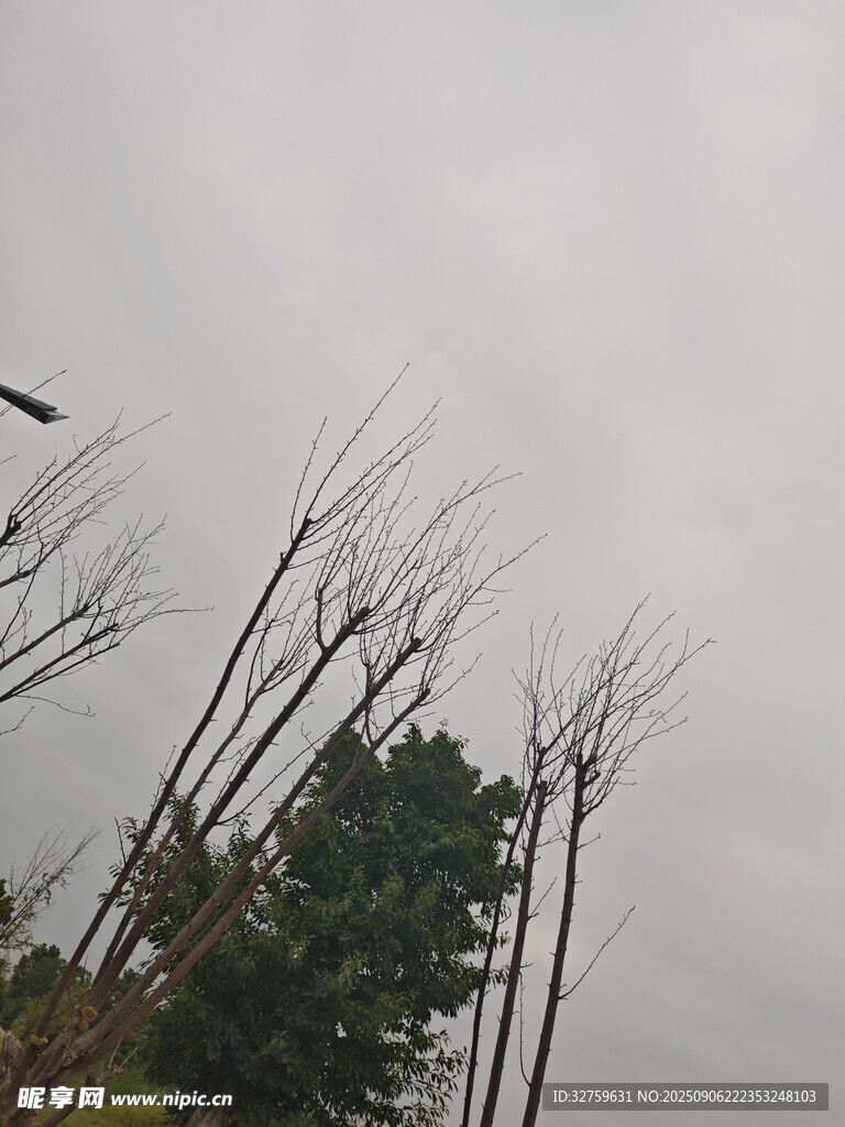 光禿樹枝與陰沉天空