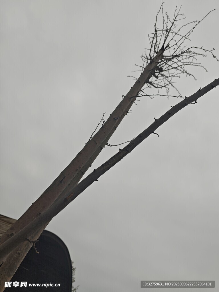 枯樹挺立天空