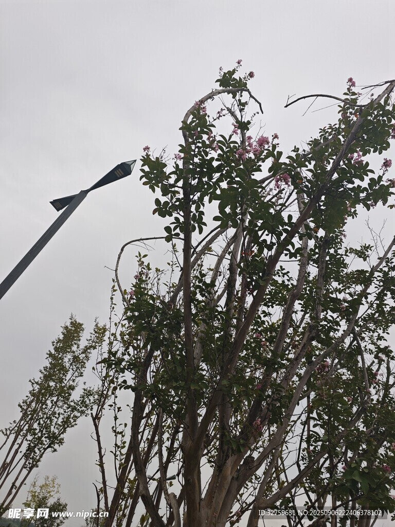 陰天中的綠植與路燈