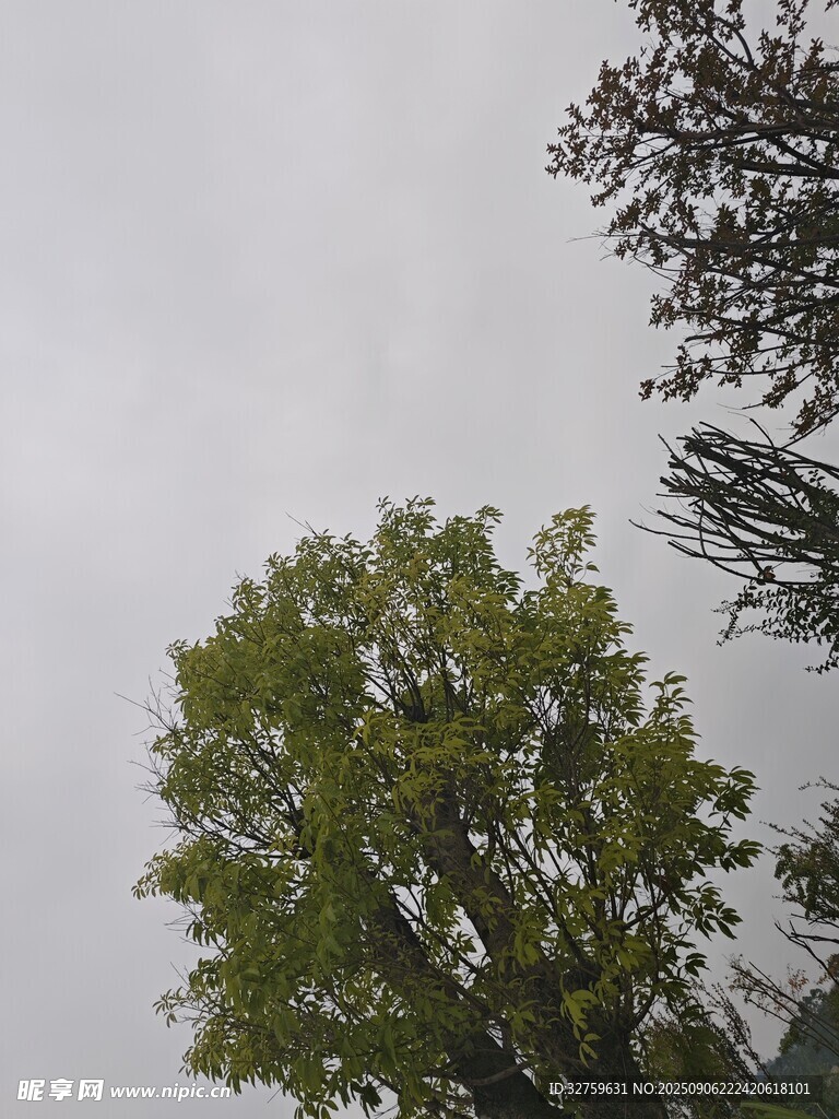 仰視綠樹與天空