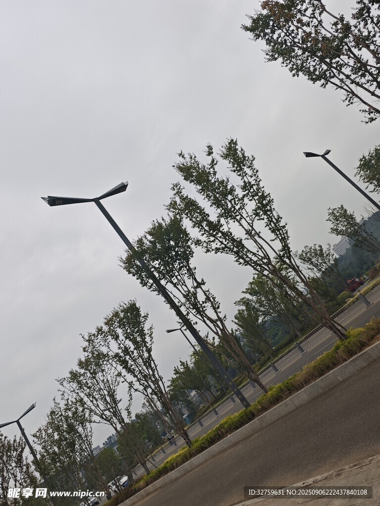 道路旁的路燈與樹木