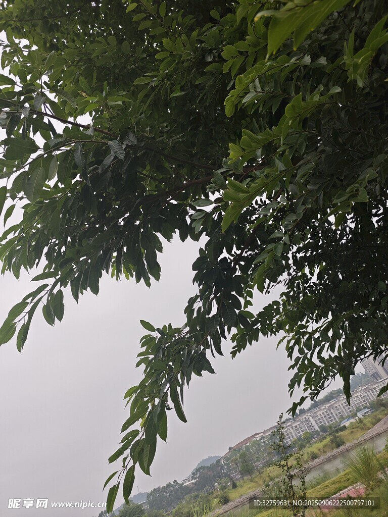 綠葉繁茂下的遠(yuǎn)景