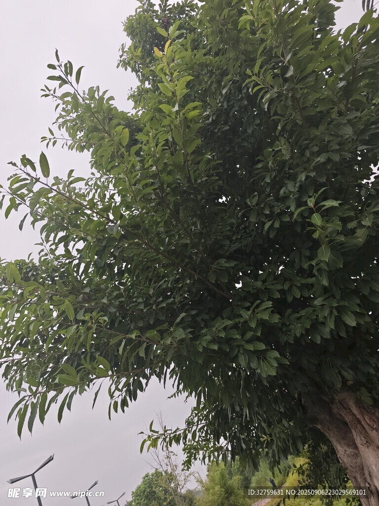 綠葉繁茂的樹木