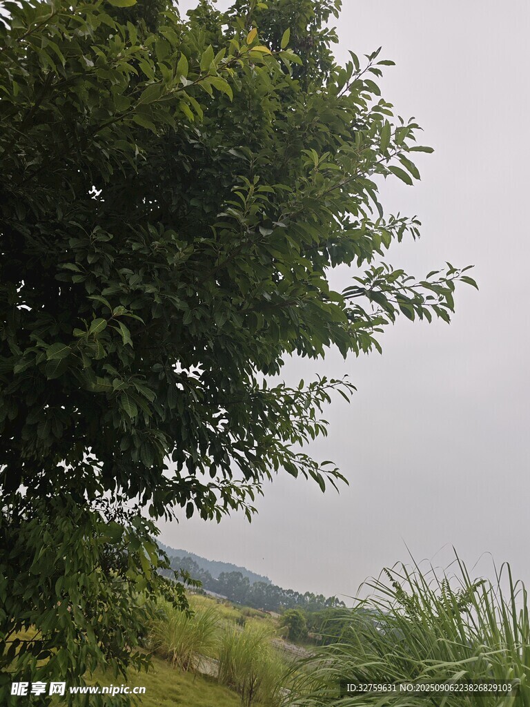 郊外綠樹與朦朧遠景