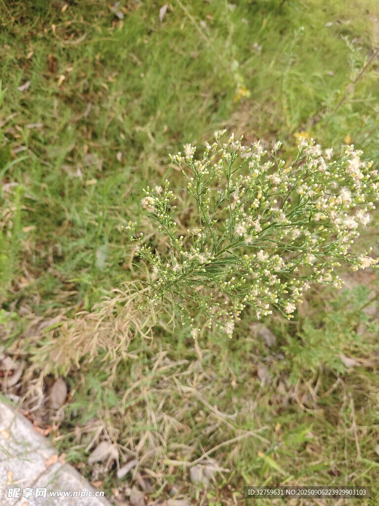 路邊草叢中的白色小花