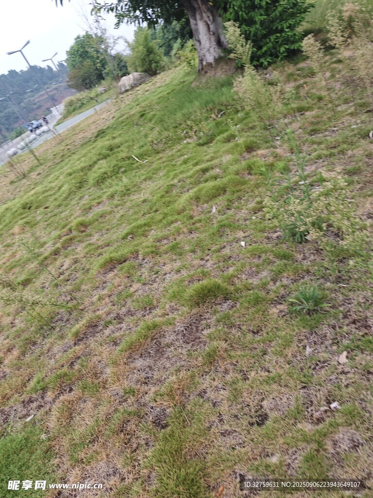 山坡草地景觀