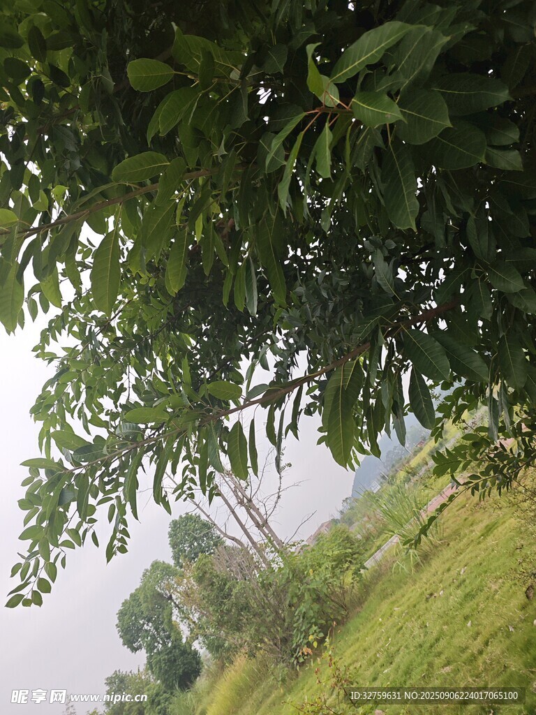 綠蔭下的戶外自然景致