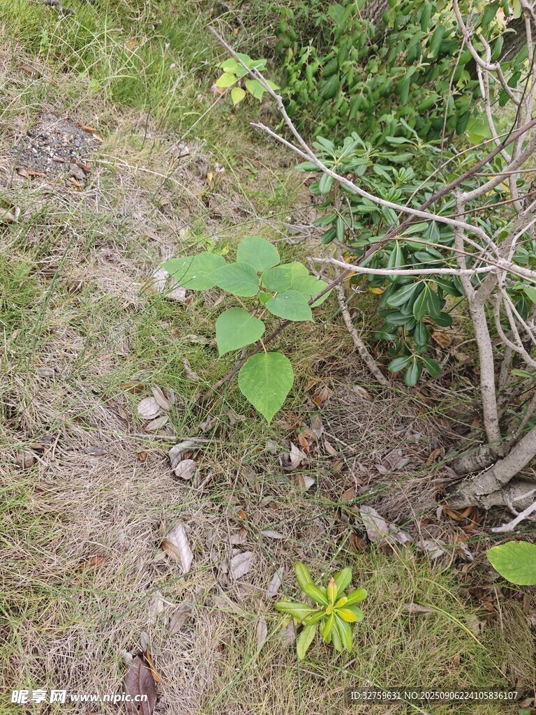 草地中的綠植與小花