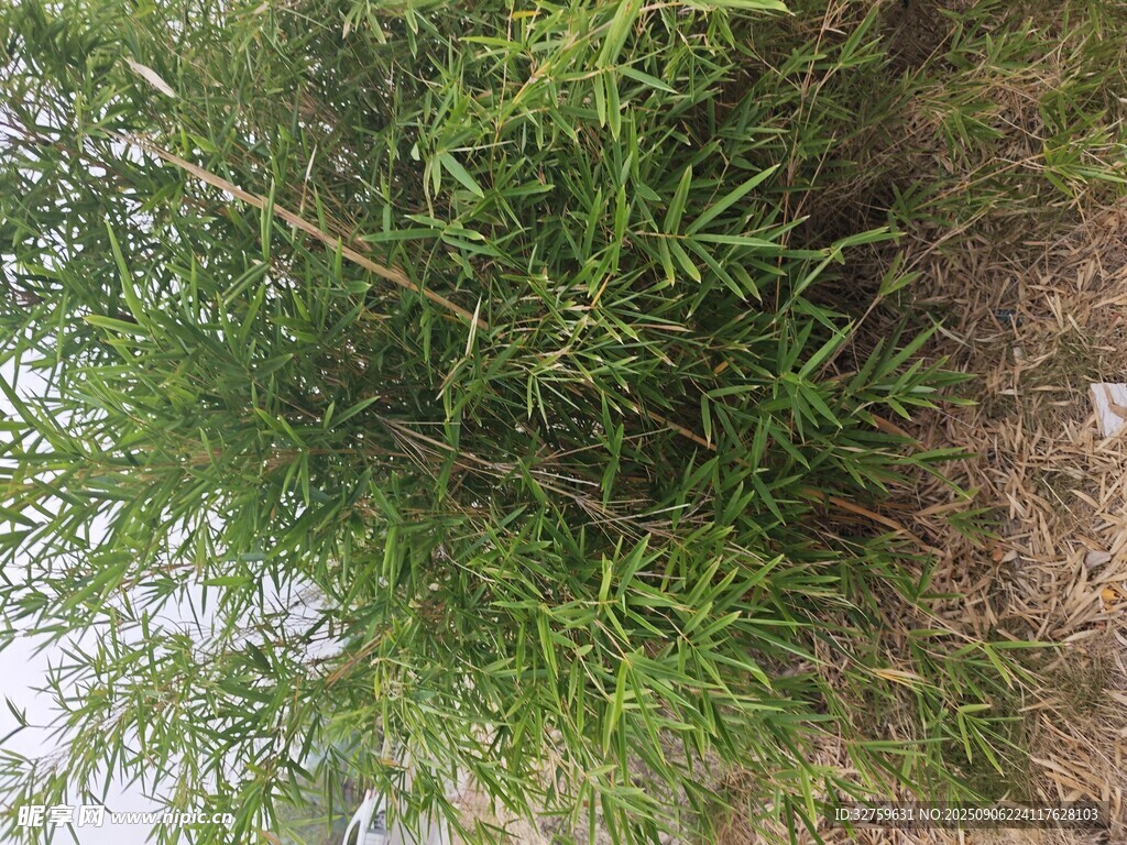 野外叢生的綠色植物