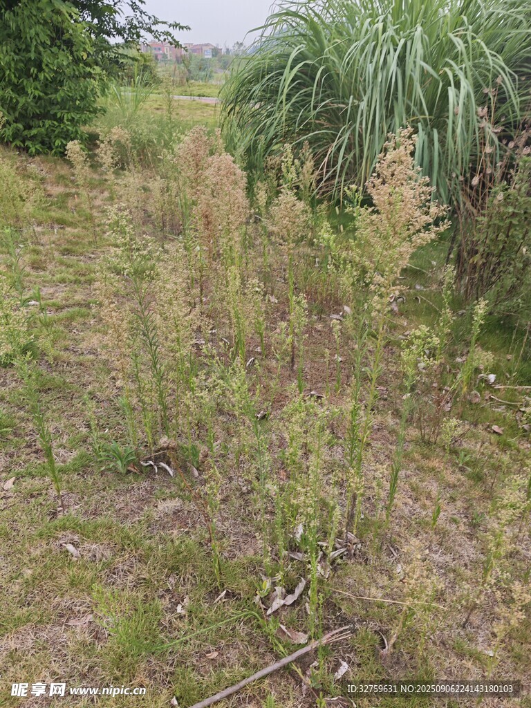 野外雜草叢生的自然景象