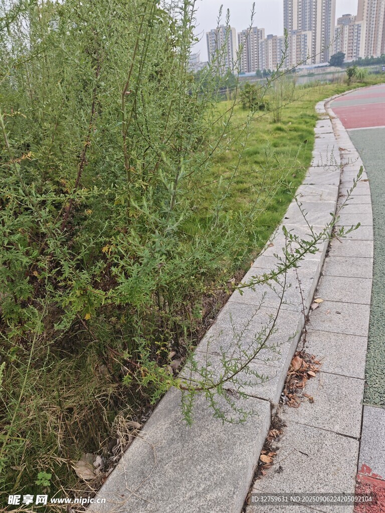 城市小徑旁的綠植景觀