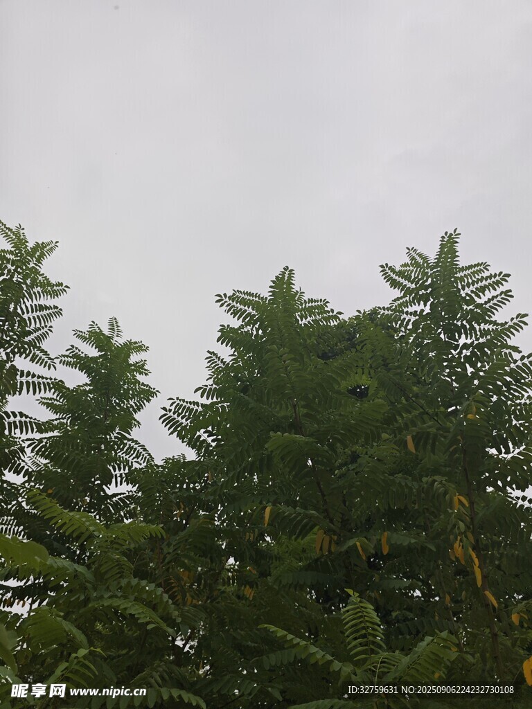 茂密綠樹頂?shù)奶炜站跋? />
                            </div>
                    </div>
                </div>



                <div   id=
