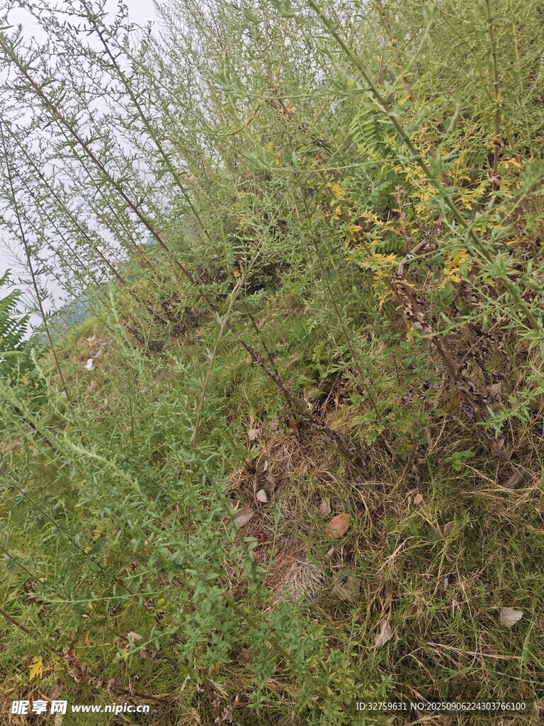 野外山坡綠植景象