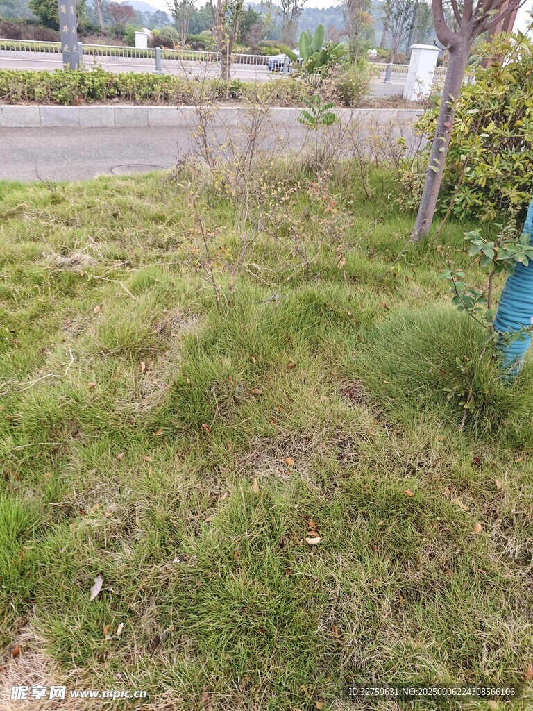 路邊草地景象