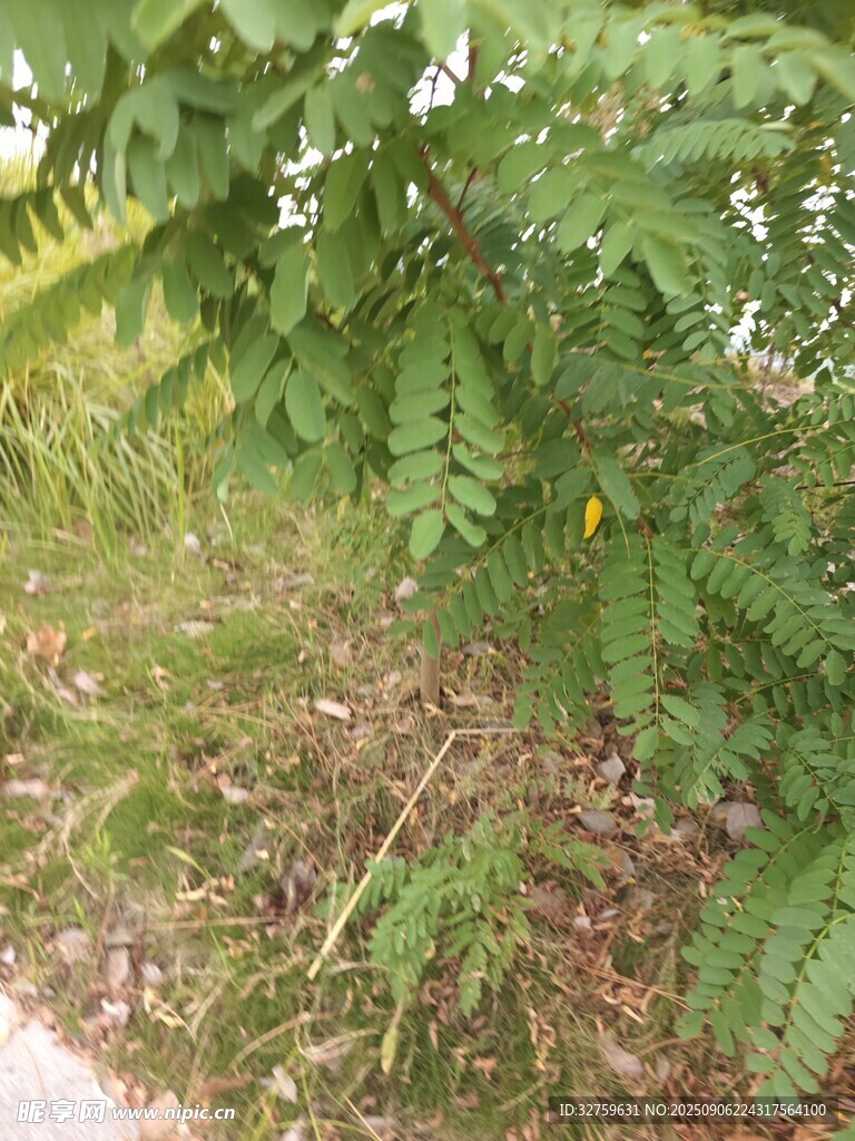 路邊綠意盎然的叢生植物