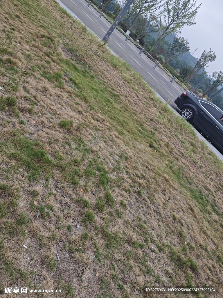 路邊草地景象