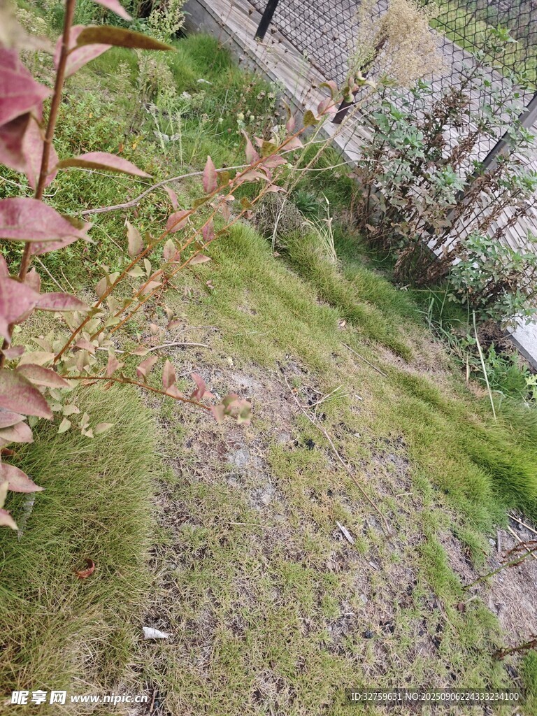 戶外草地及周邊植物景象