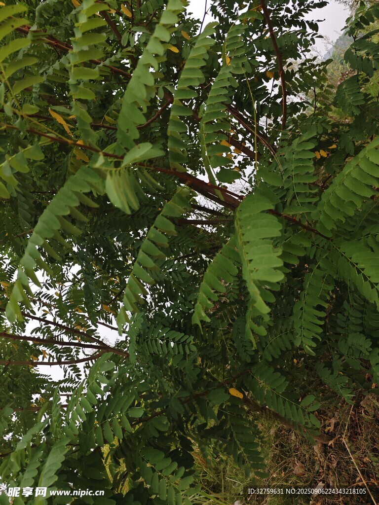 茂密翠綠的羽狀葉片植物