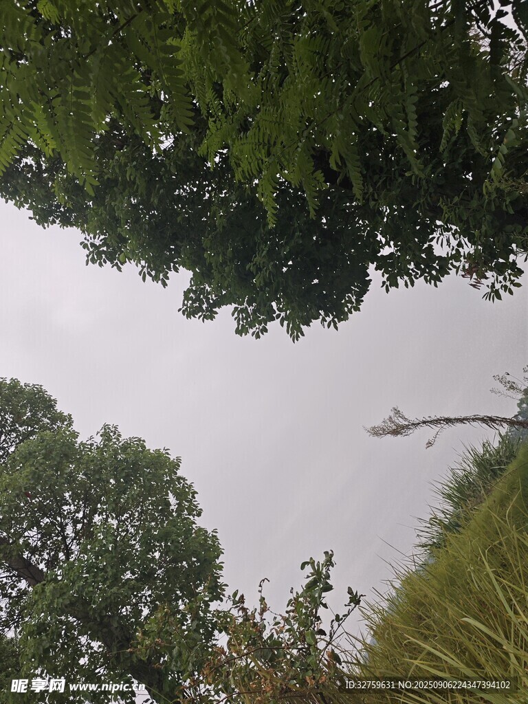 仰視視角下的綠樹(shù)與天空