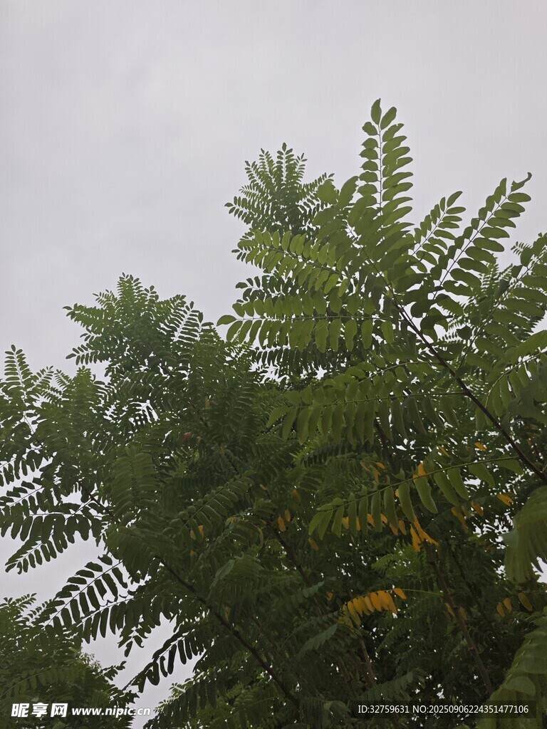 綠葉繁茂的樹(shù)梢