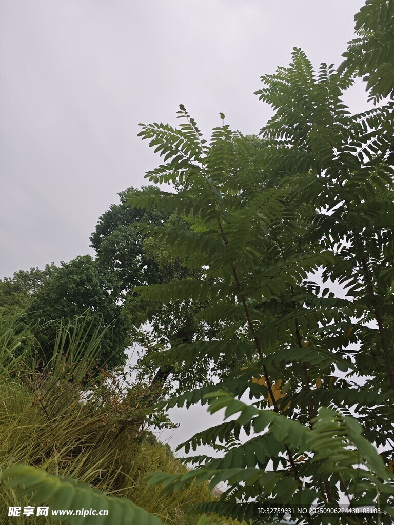 茂密樹林中的綠意景致