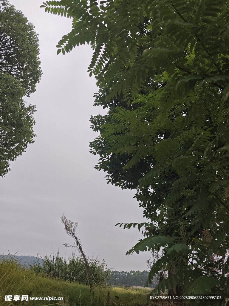 野外蔥郁樹木景觀