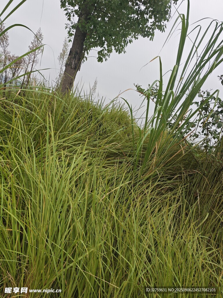 野外蔥郁草地與孤樹