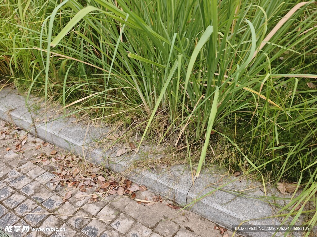 路邊蔥郁青草