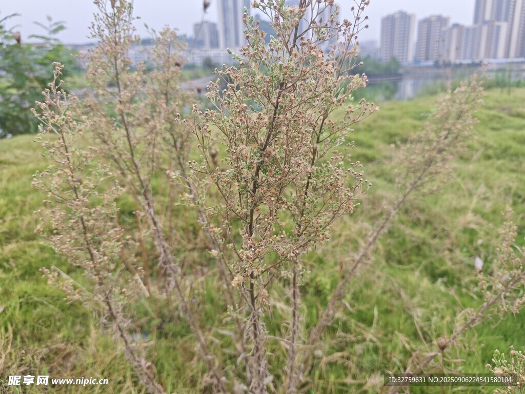 城市中的綠植與稀疏花枝