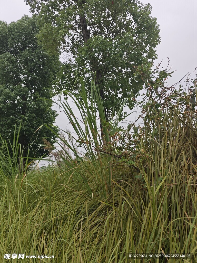 野外蔥郁草木景觀