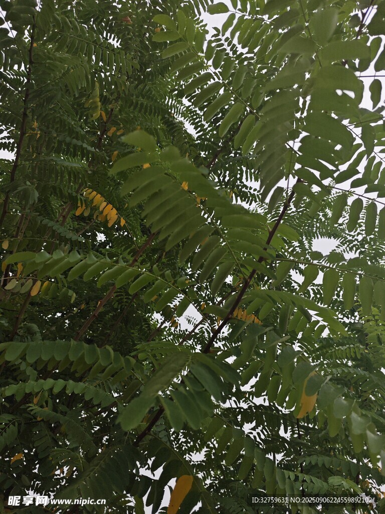 翠綠蕨類枝葉特寫