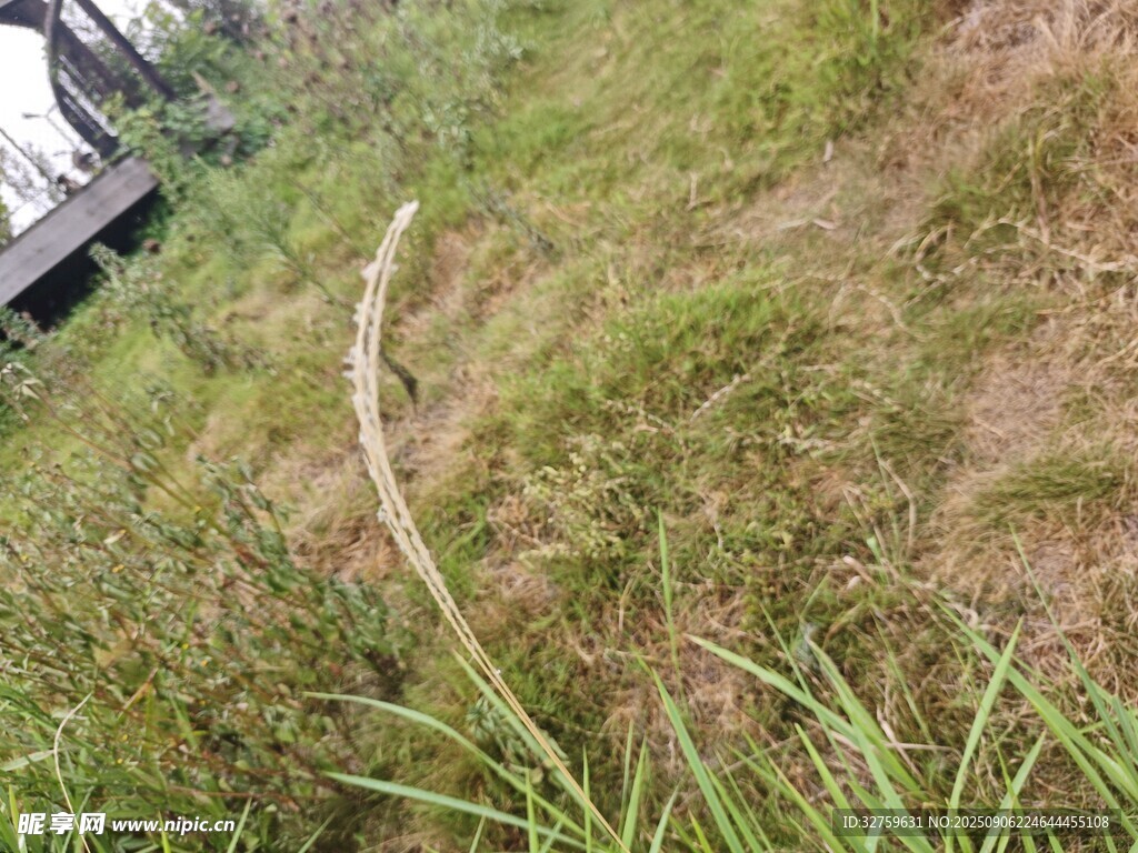野外草地中的蜿蜒小徑