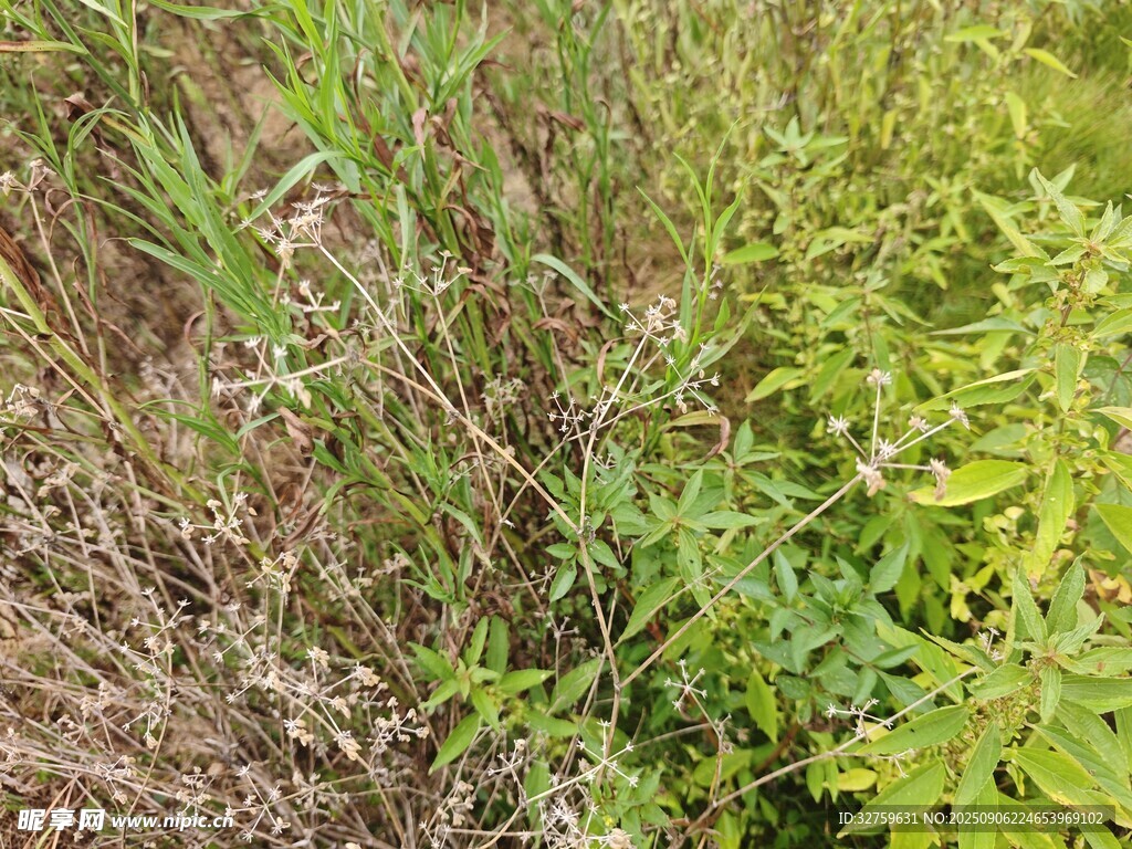野外繁茂的綠色植物