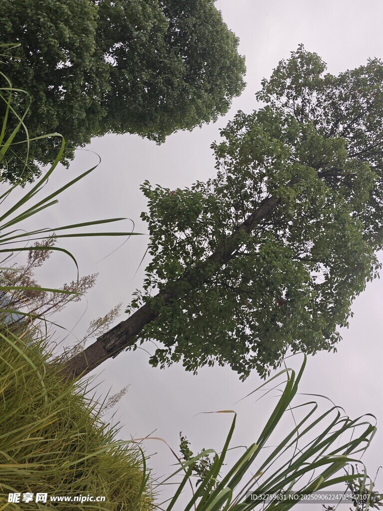 仰視蔥郁樹木與周邊植被