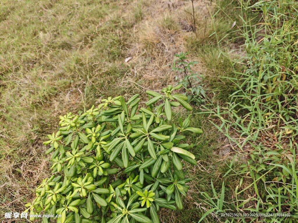 地面綠植特寫