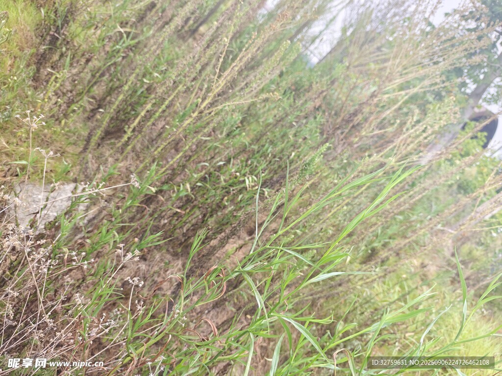 野外叢生的綠色蘆葦