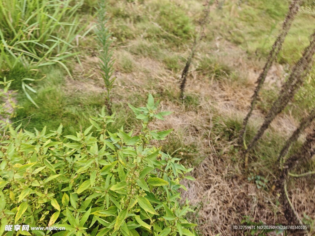 野外綠植與稀疏地面景象