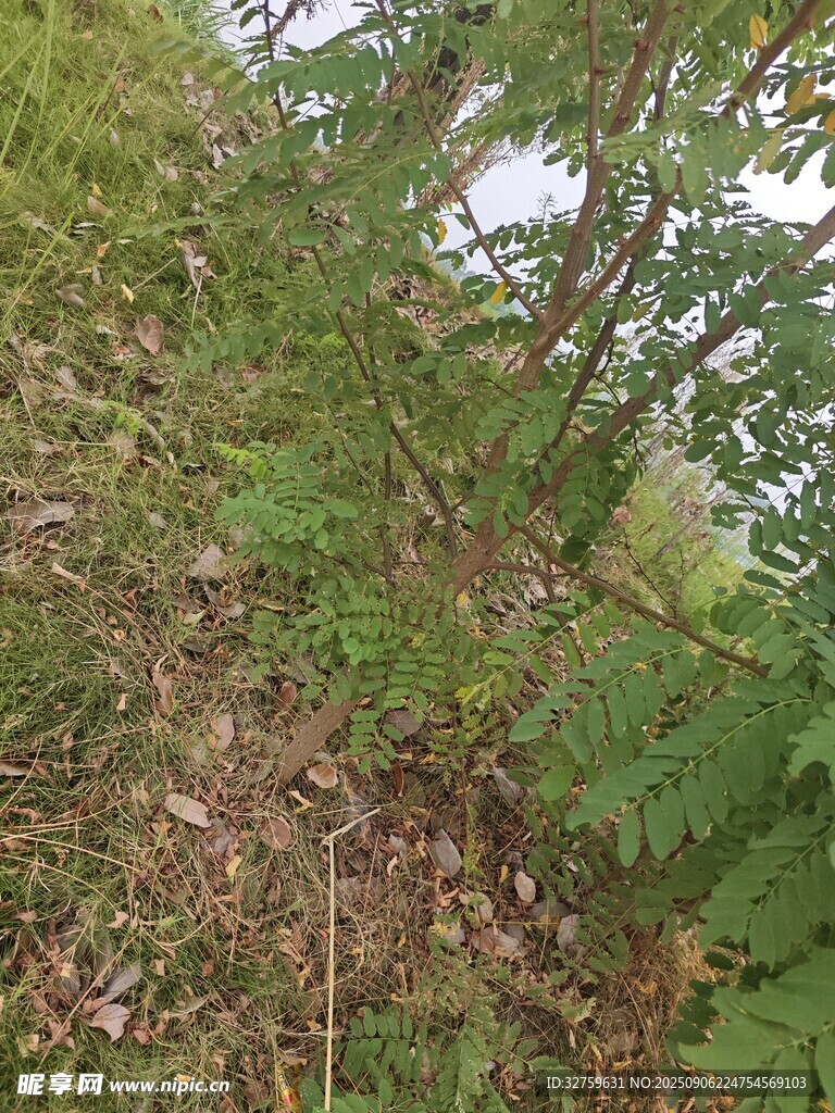 野外叢生的綠色植物
