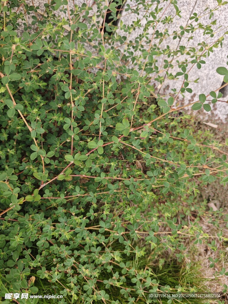 繁茂綠植近景