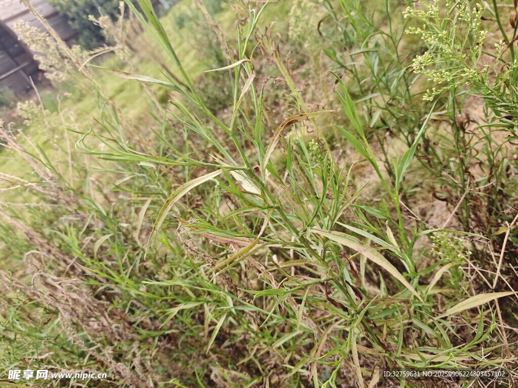 野外茂盛的草地景觀