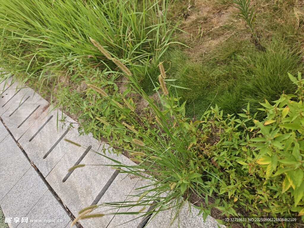 路邊綠植景觀