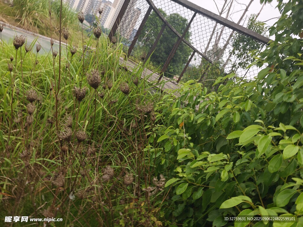 城市中繁茂的綠色植物景觀