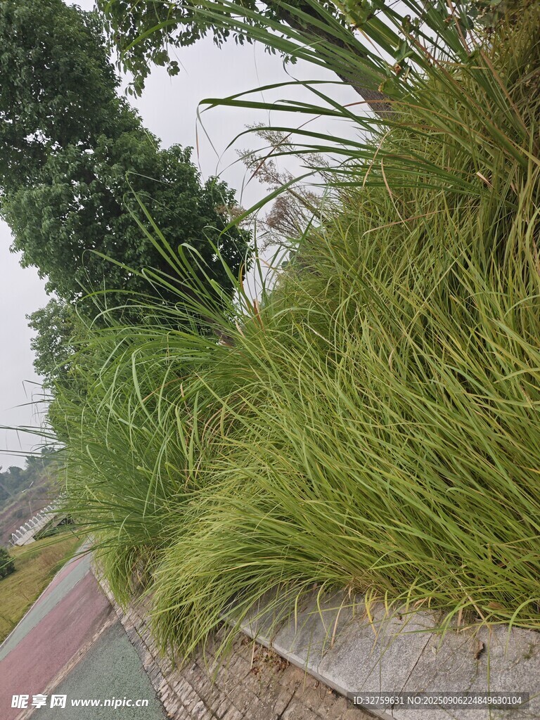 路邊茂盛的綠色草叢景觀